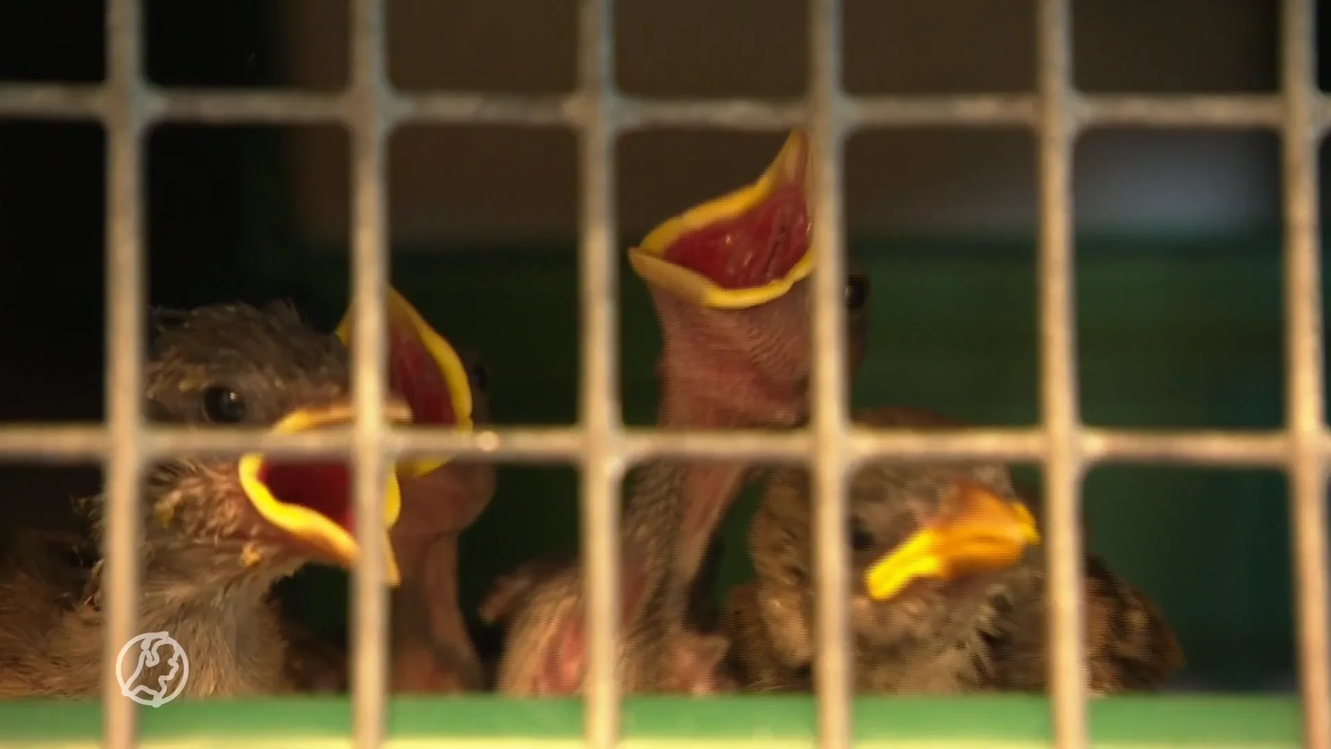 Mussen vallen letterlijk van het dak door het warme weer: 'Ze zijn weerloos op de grond' 
