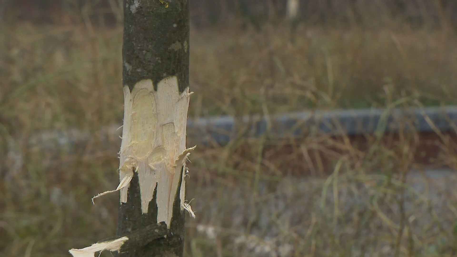Wie beschadigde bijna tachtig bomen in Amersfoort? 'Heel triest wat hier is gebeurd'