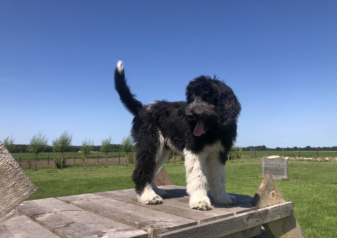 Baasje woest om doodgereden puppy op A28: 'Geschrokken van vuurwerk'