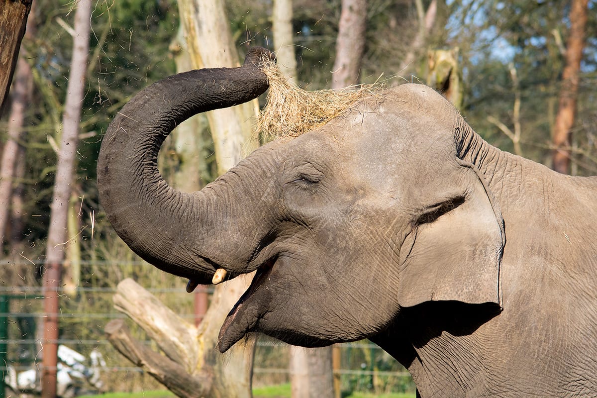 Einde aan bijzondere 'draagtijd' van olifant Indra: helemaal geen kalfje in buik