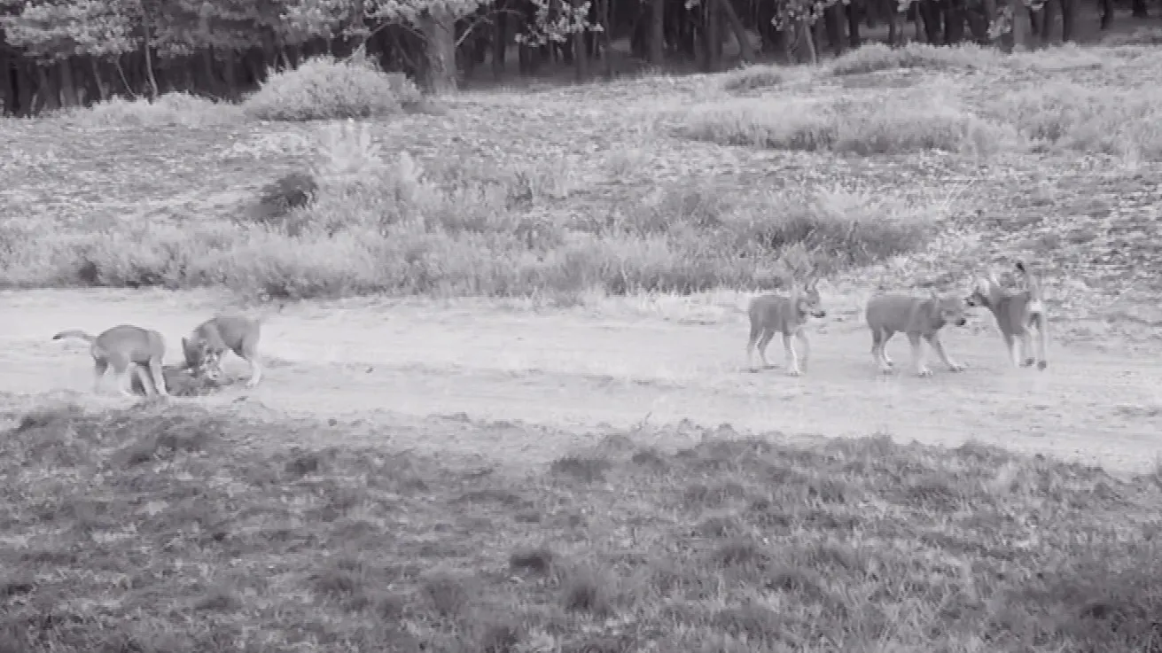 ZIEN: Zes wolvenwelpjes op de Veluwe vastgelegd op wildcamera