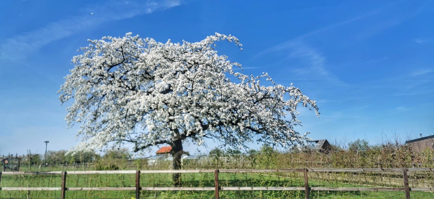 De zon vandaag nog volop aanwezig, later deze week meer wolken