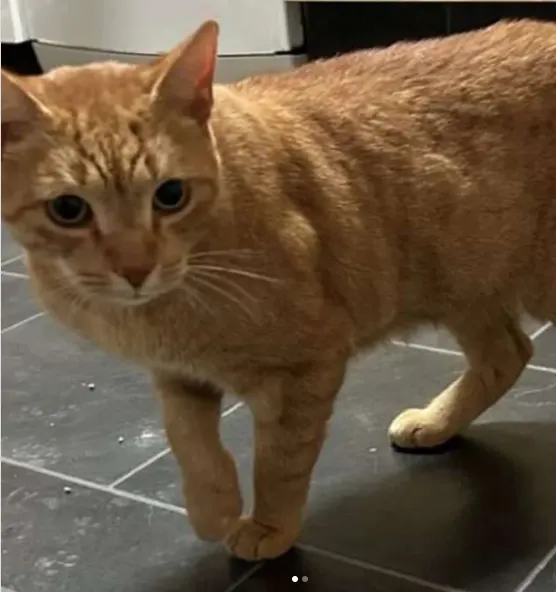 Baasje krijgt onverwacht telefoontje uit Den Haag over vermiste kat Chester