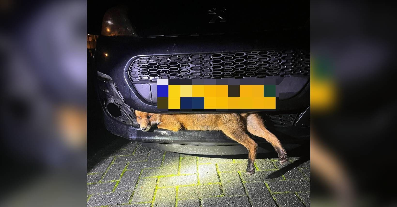 Vos vast in bumper na aanrijding in Hoogersmilde