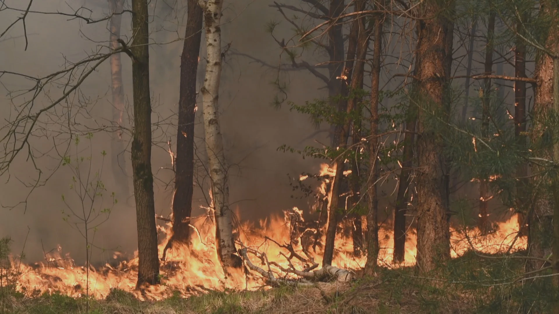 Brandweer probeert grote bosbrand tussen Tilburg en Moergestel onder controle te houden