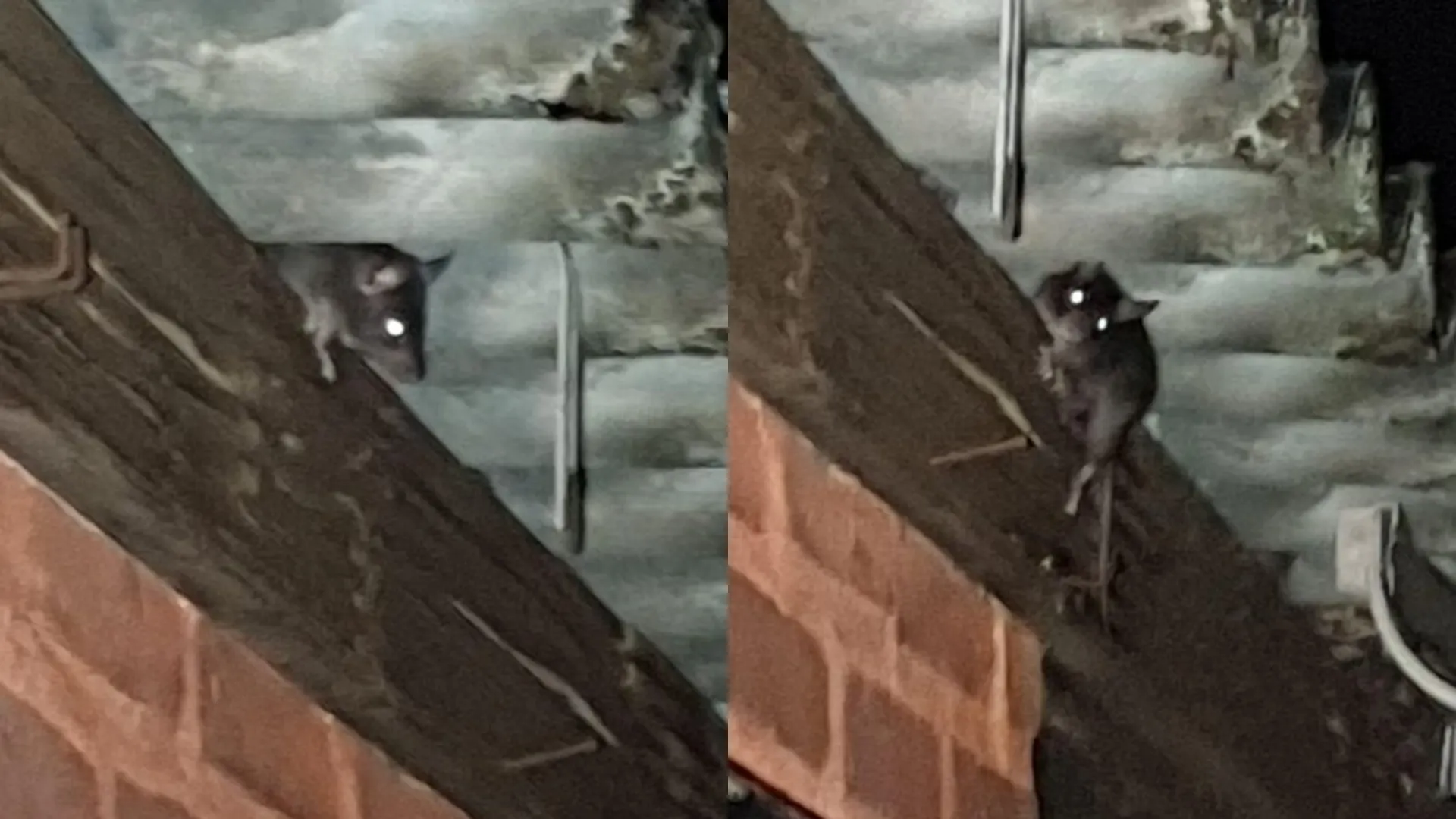 Veldhovenaren hebben schoon genoeg van rattenoverlast: 'Ze lopen in de slaapkamer'