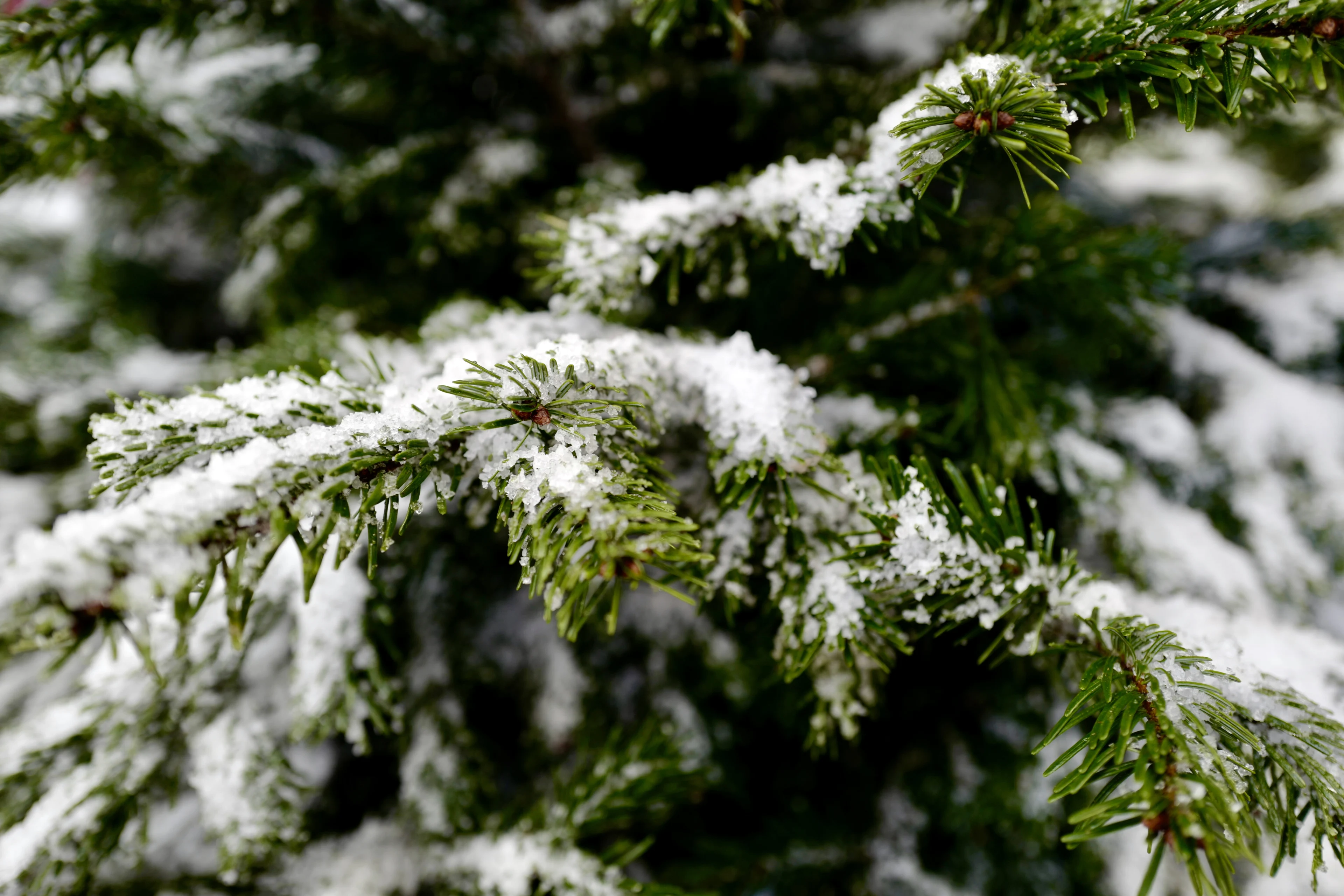 Witte Kerst? Dit wordt het weer tijdens de kerstdagen