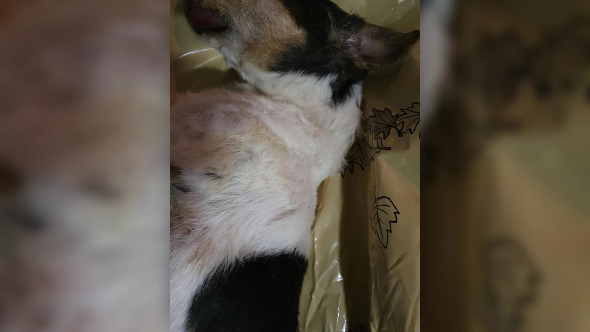 Dode hond gedumpt in doos bovenaan viaduct in Maarssen