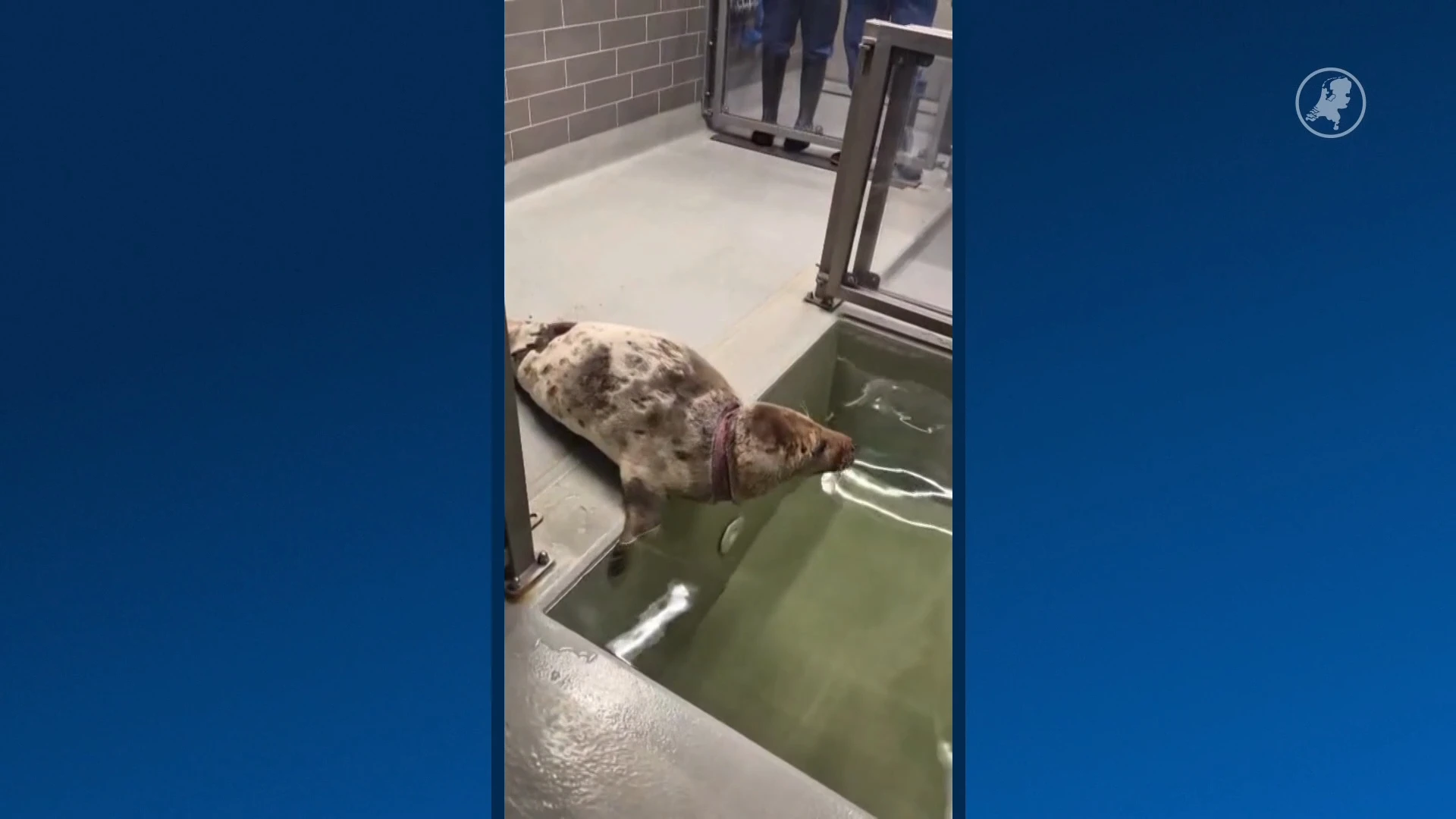 Zeehond Django leeft met vissersnet om haar nek