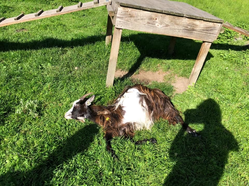 Wie joeg geit Grietje de dood in tijdens inbraak bij kinderboerderij?