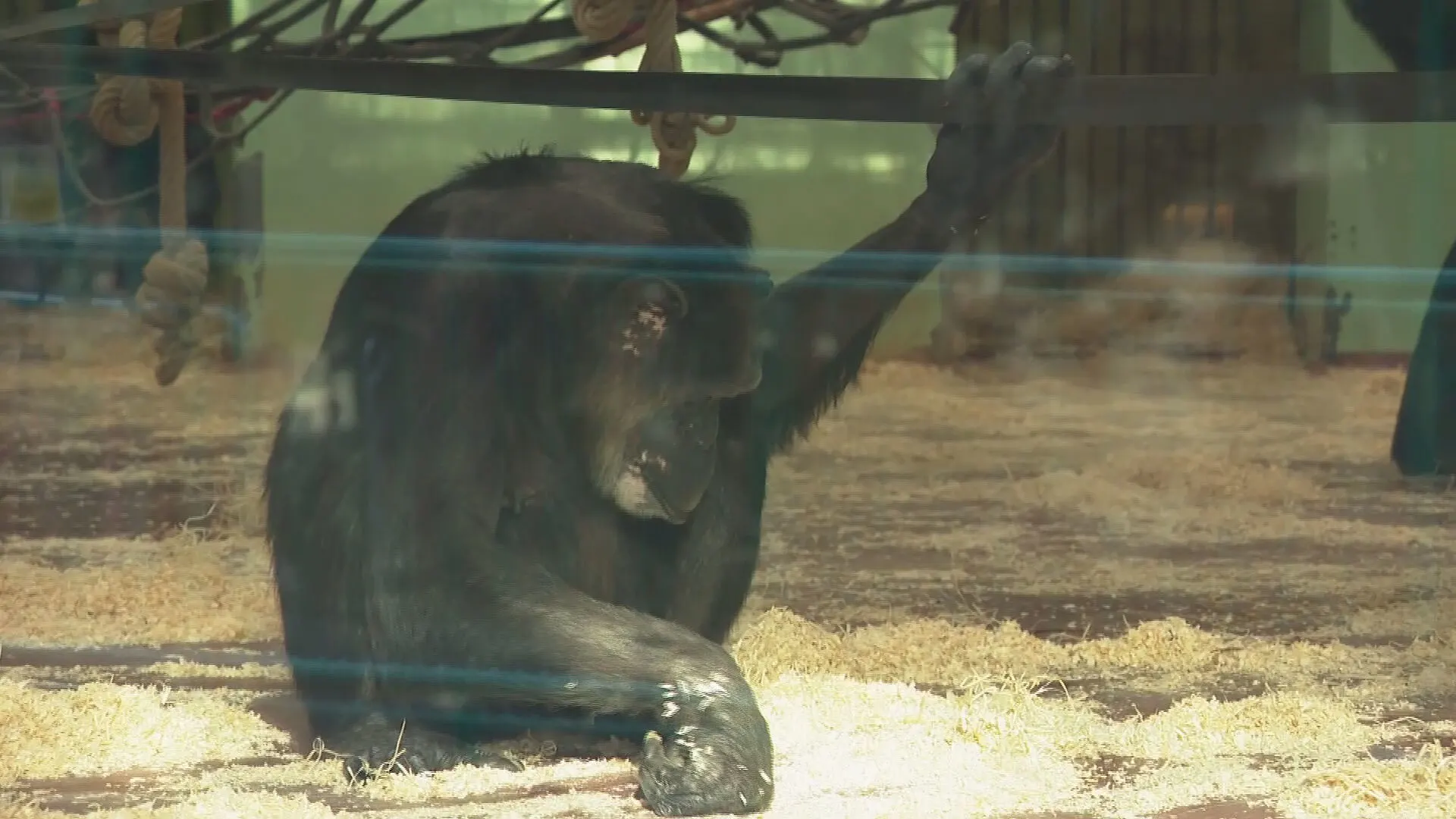 Dierenpark rouwt om doodgeschoten chimpansees: 'Dit was mijn ergste nachtmerrie, die is uitgekomen'