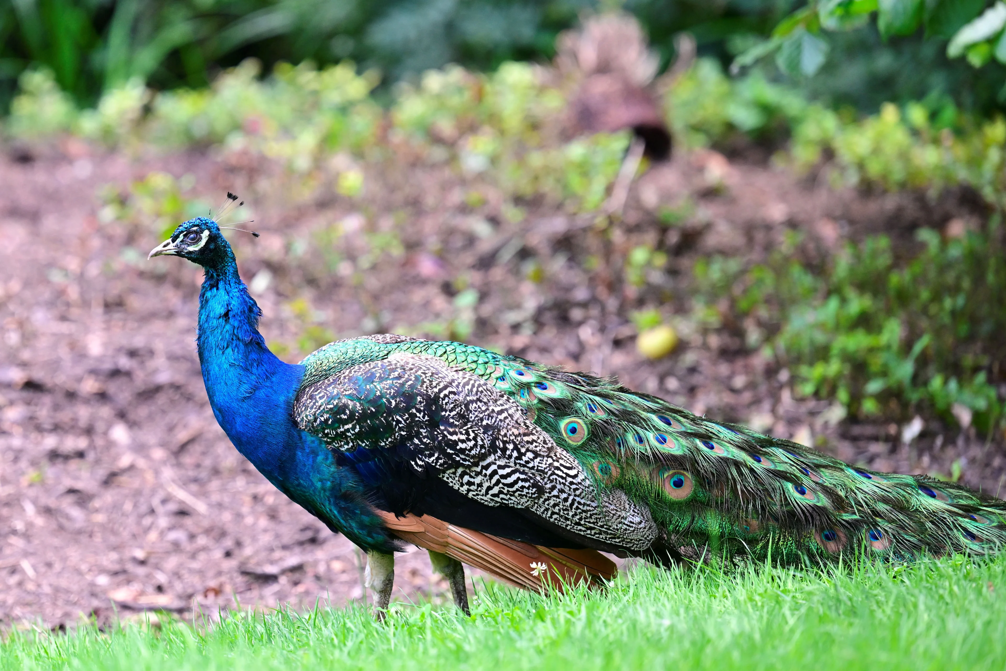 Beroemde pauw ‘Famous’ ontsnapt en laat zich niet zomaar vangen
