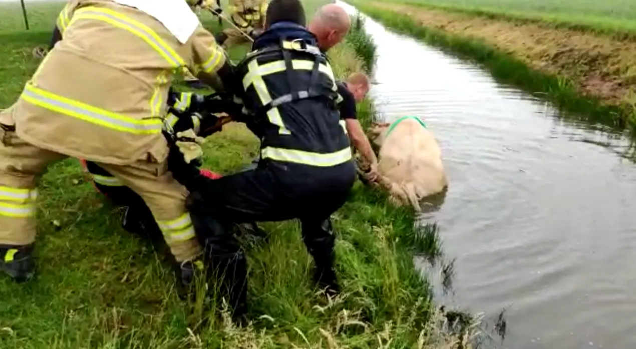 Bizar beeld: hoogdrachtige koe raakt te water en bevalt in sloot van kalf