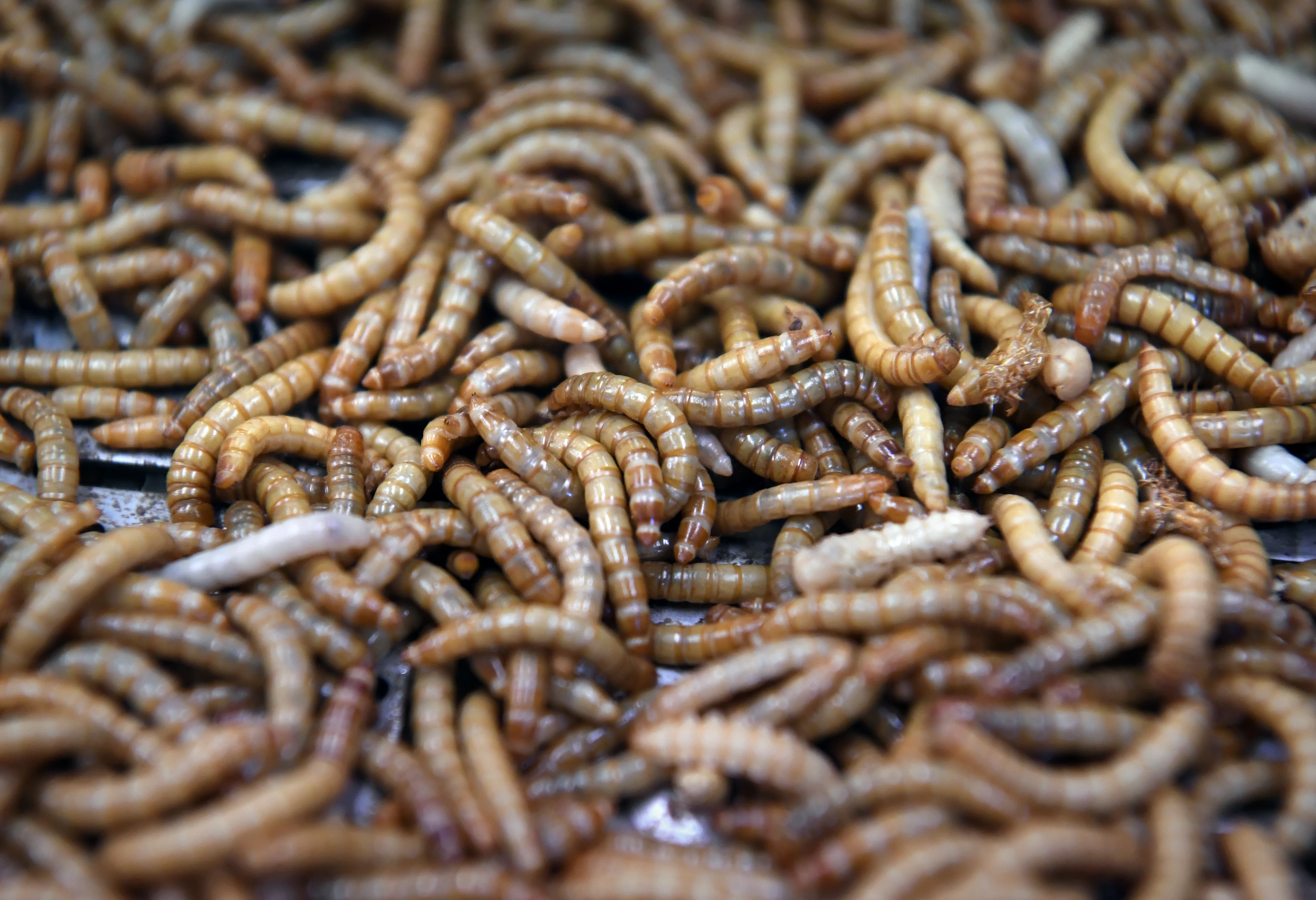 Meelwormen vies? Volgens kweker Wouter zitten ze straks misschien wel in je koekjes