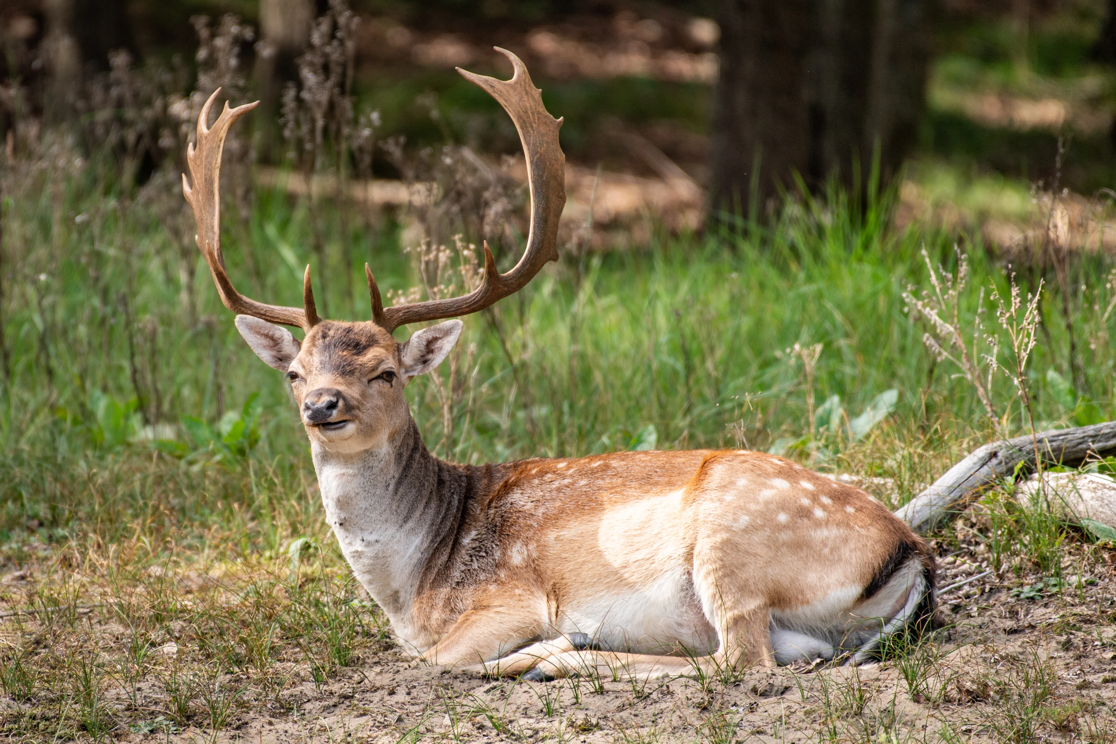 Staatsbosbeheer: 'Zieke' herten zijn gewoon moe van de seks