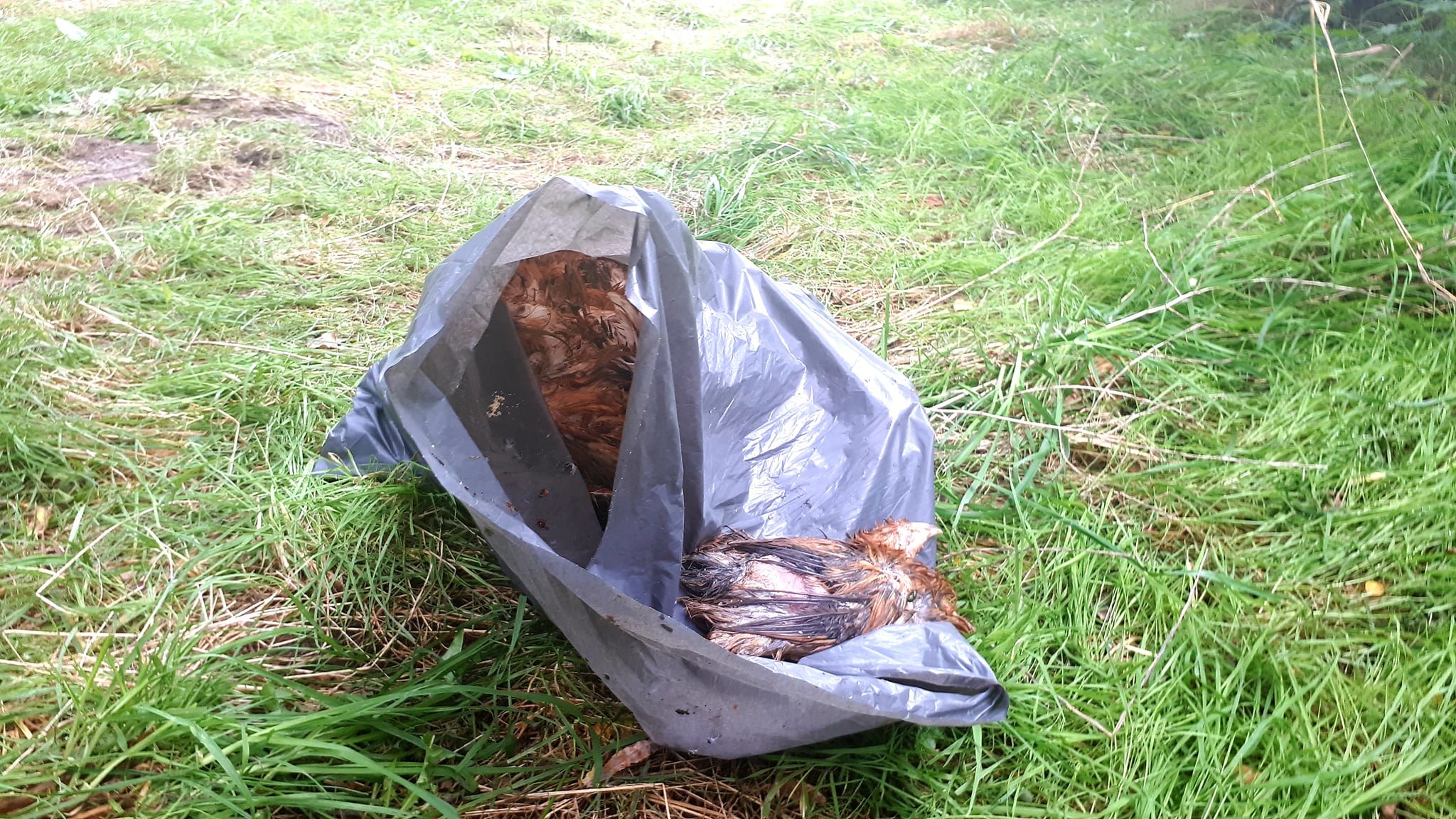 Vuilniszak met kippen gevonden in Oldenzaal, waarschijnlijk op gruwelijke wijze gedood