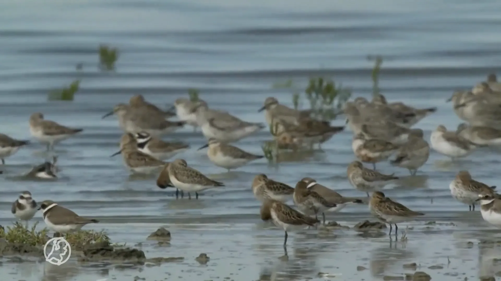 Toeristen verstoren cruciale pitstop van trekvogels op Waddeneilanden