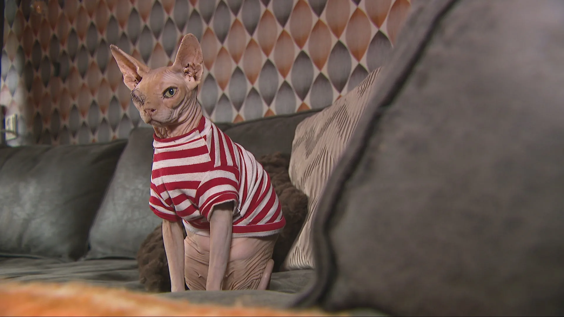 Nederlandse naaktkat Wilma krijgt rol in Vlaamse kijkcijferhit: 'Heel trots!'