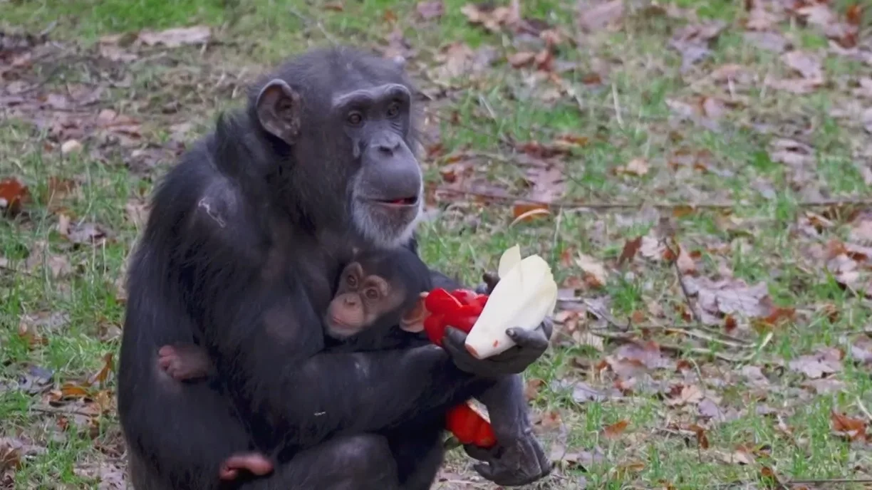 ZIEN: Voor deze chimpansees is het kerstfeest al begonnen!