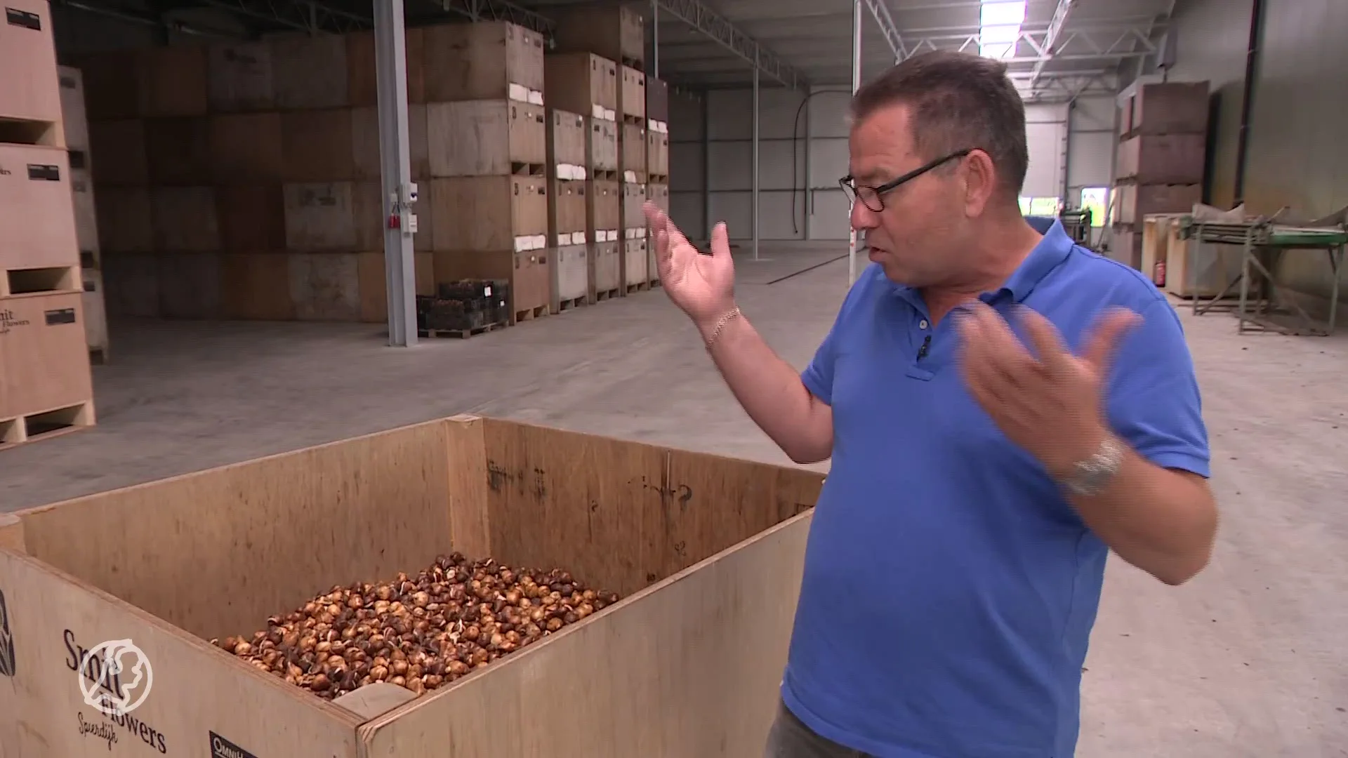 Tulpenboeren met handen in het haar: 'Broeierij wordt beduidend minder'