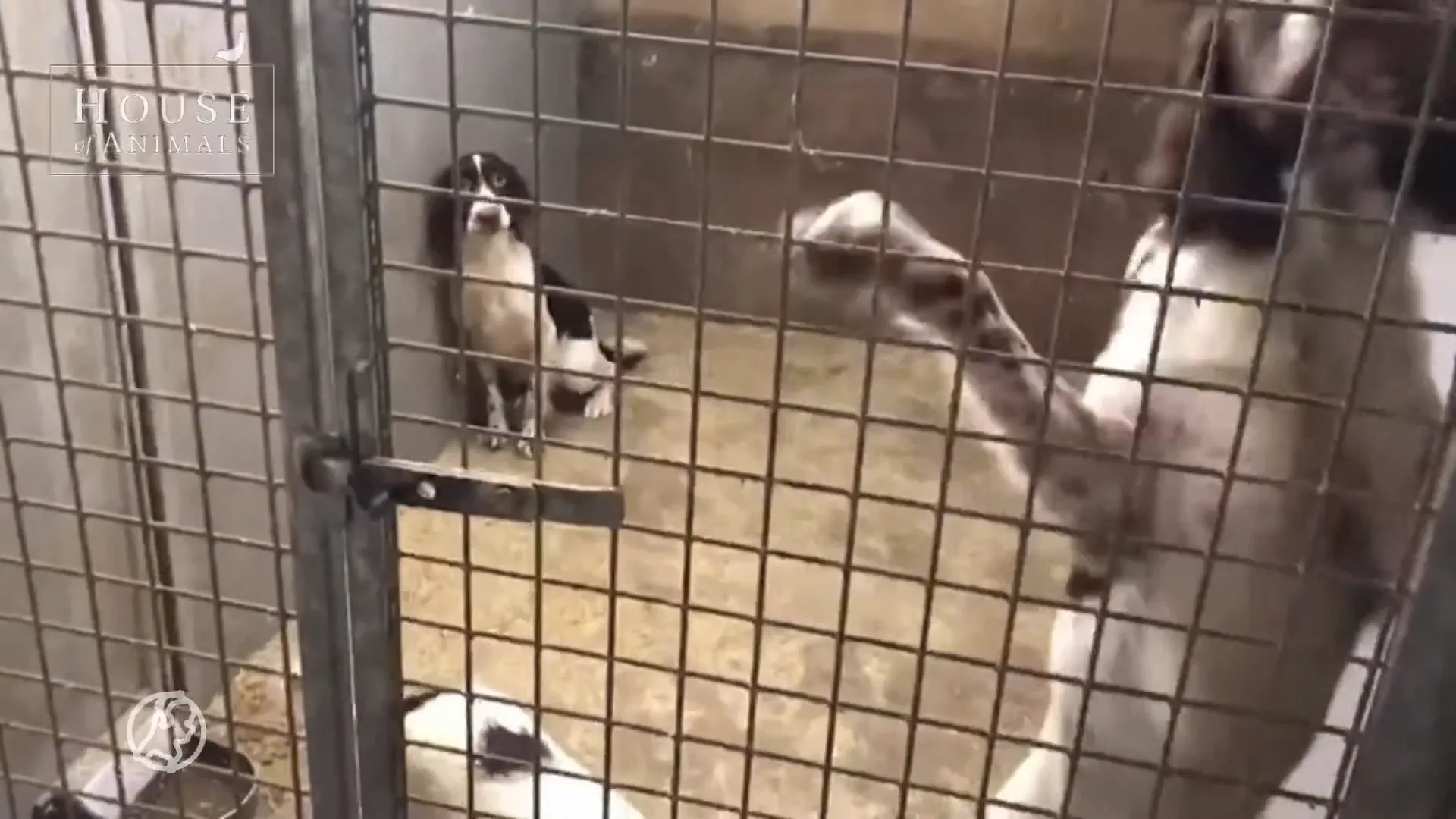 Bijna 300 honden in bewaring genomen bij omstreden fokker in Eersel