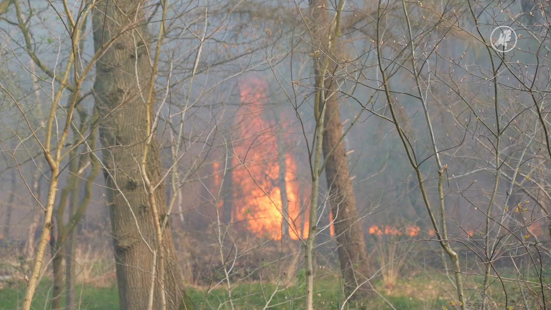 Grote bosbrand in Drunen