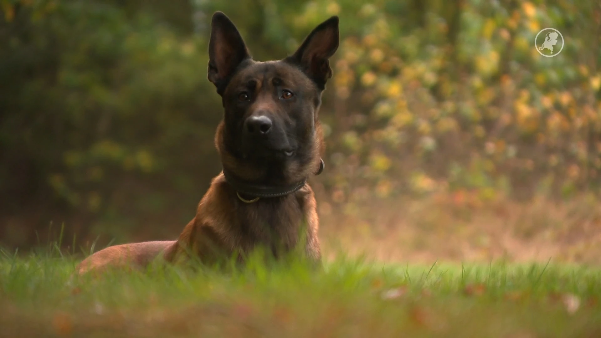 Bijna 100 jaar oude hondenvereniging moet weg na 'klacht'