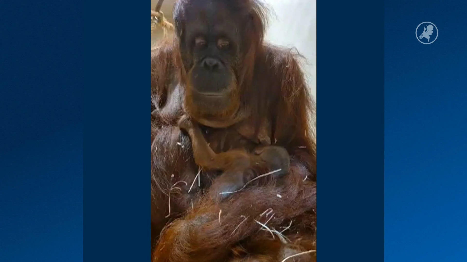 Publiek kan genieten van pasgeboren orang-oetan geboren in Apenheul