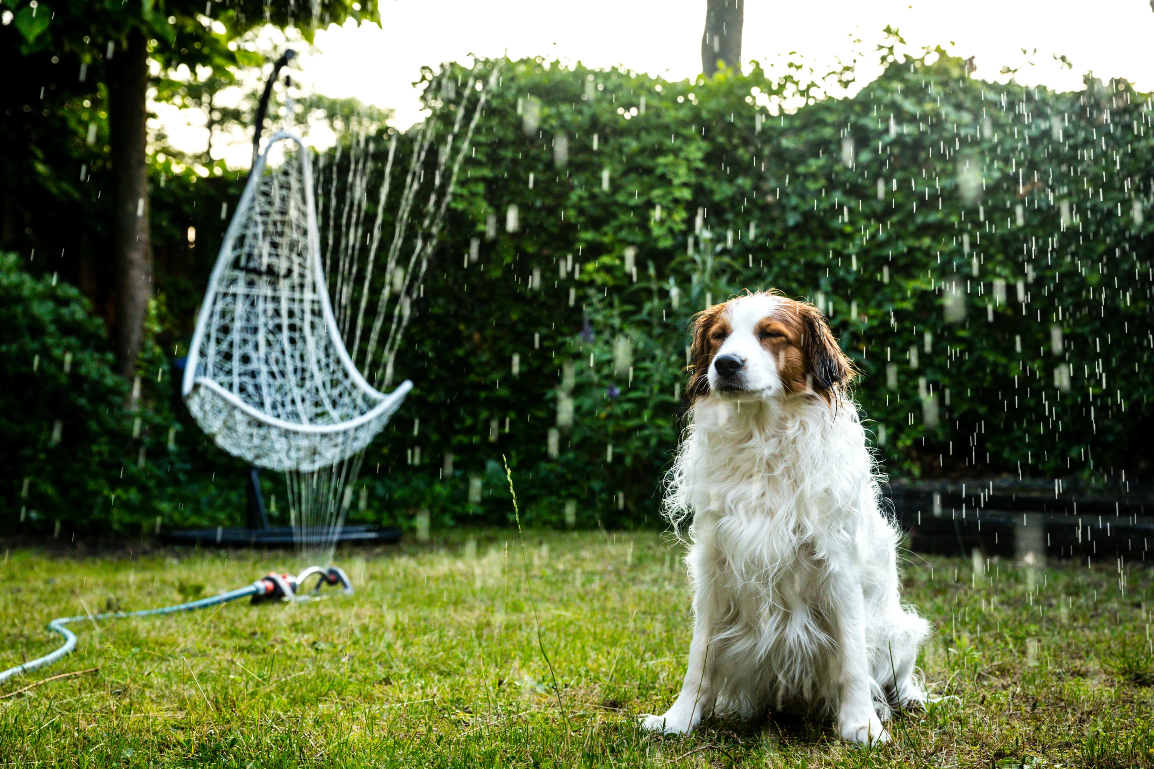 Hondje schrikt van vuurwerkknal en verdrinkt in vijver