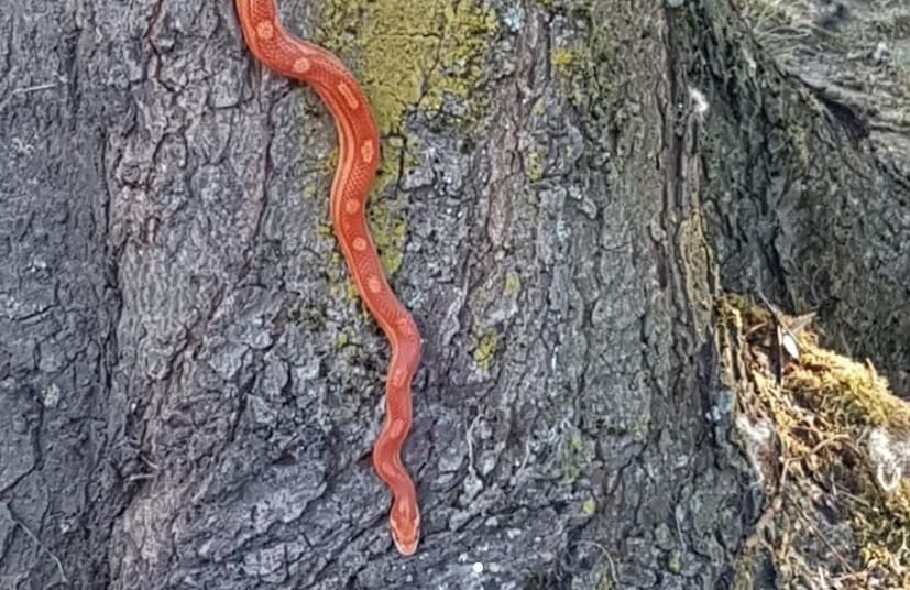 Utrechters schrikken van ontsnapte Amerikaanse rattenslang: wie is er één kwijt?