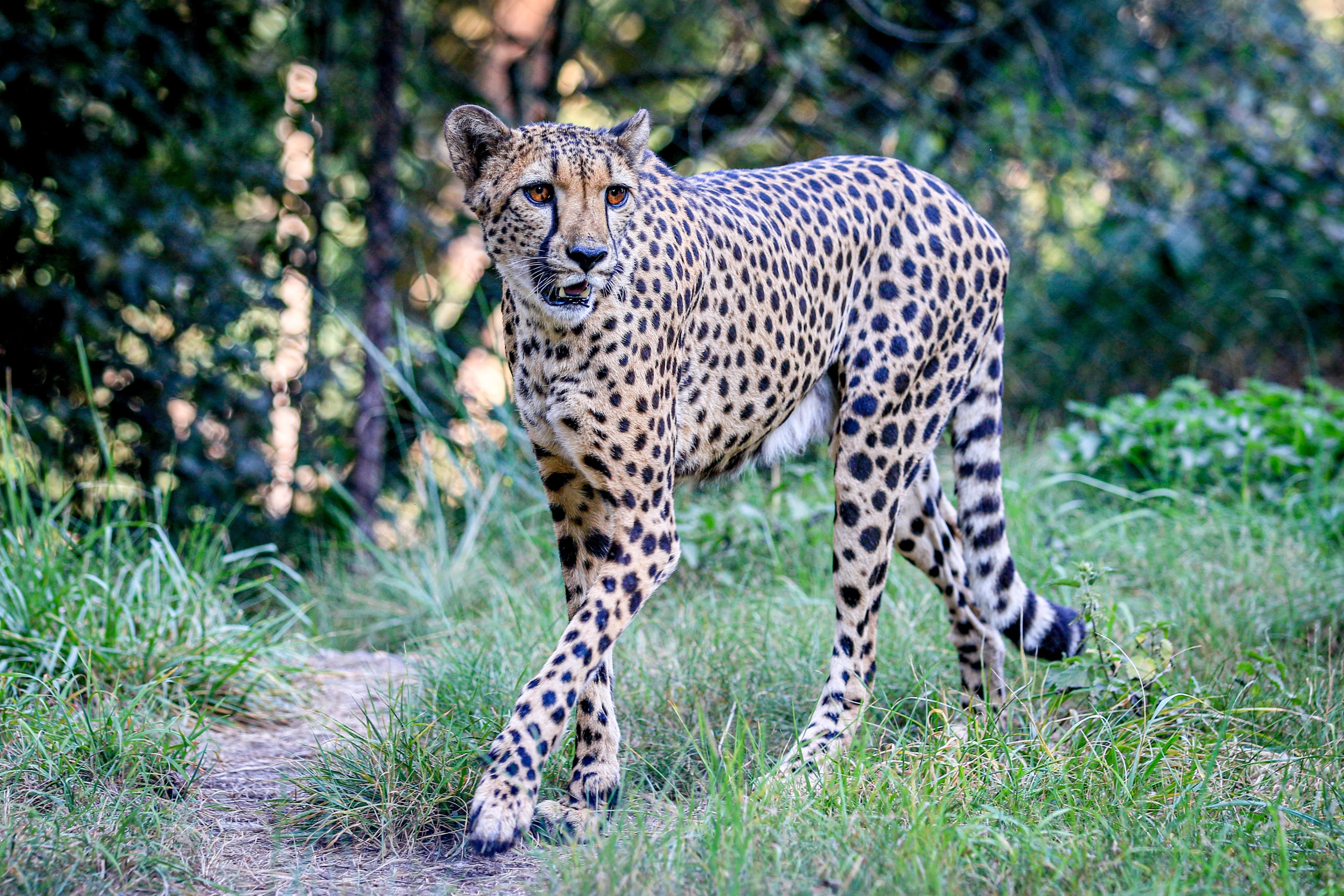 Jongen (17) gebeten door jachtluipaard in Beekse Bergen