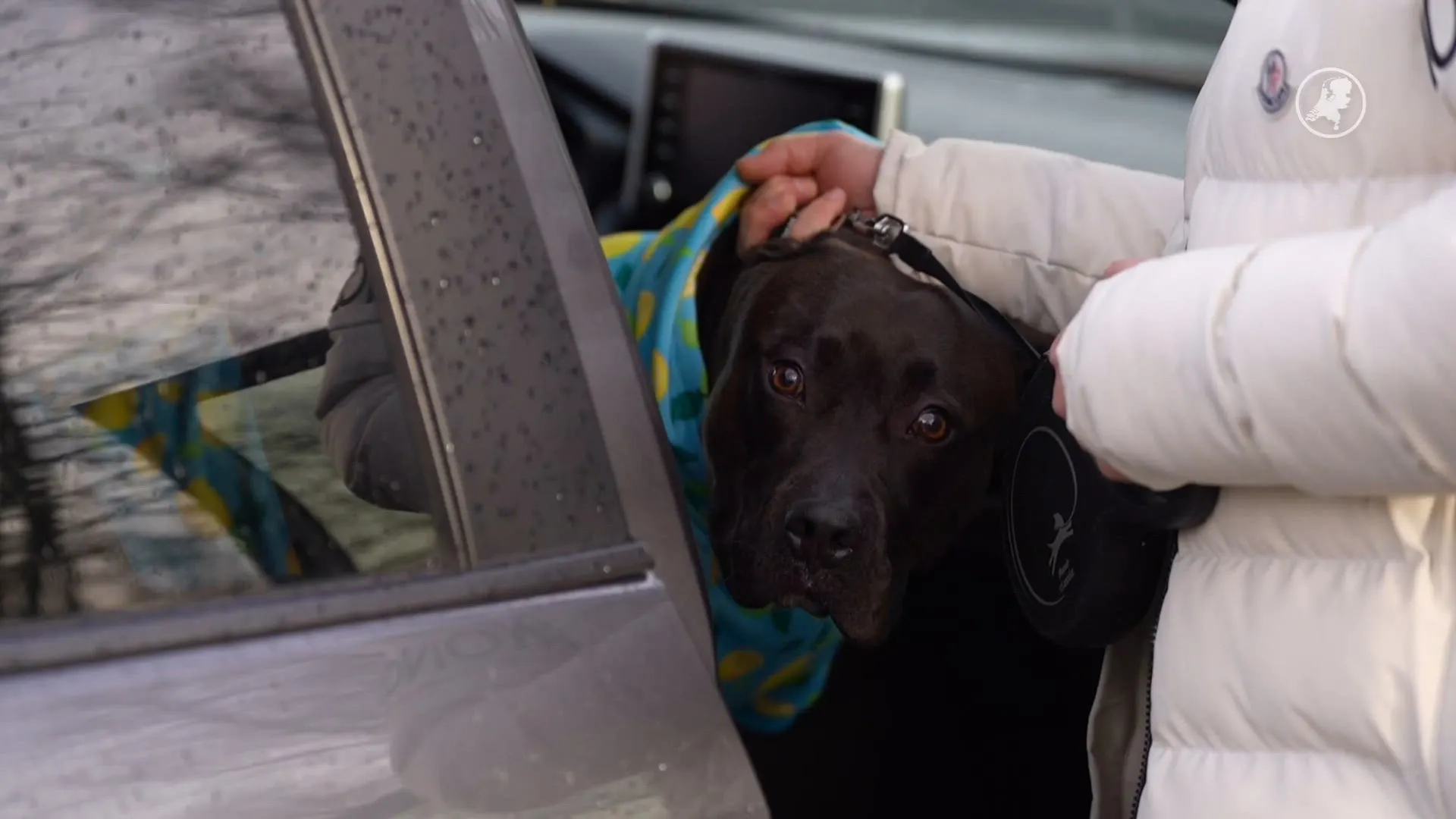Vrouw en hond betrokken bij botsing op N270 in Nuenen