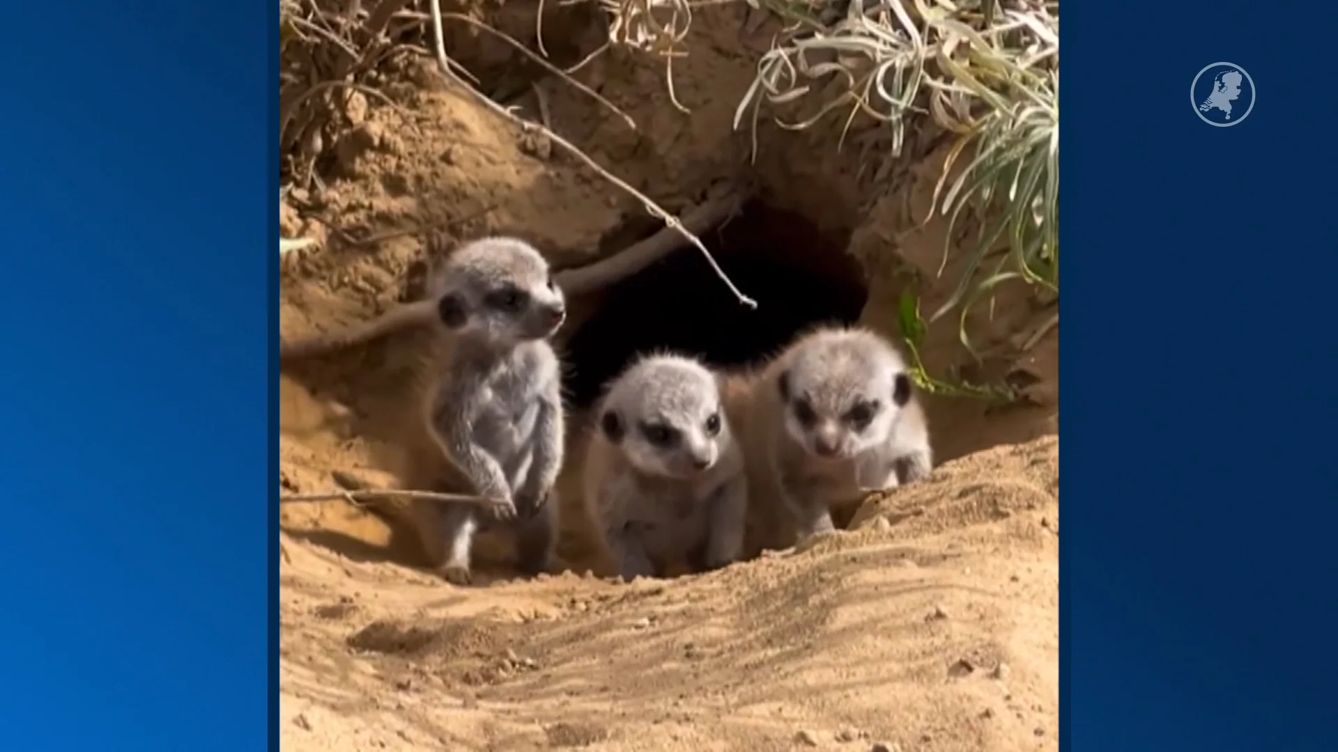 Zó schattig: vier stokstaartjes geboren in ZooParc Overloon