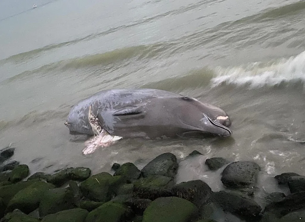 Gezocht butskopjong dood aangetroffen, waarschijnlijk jong van dode walvismoeder Terneuzen