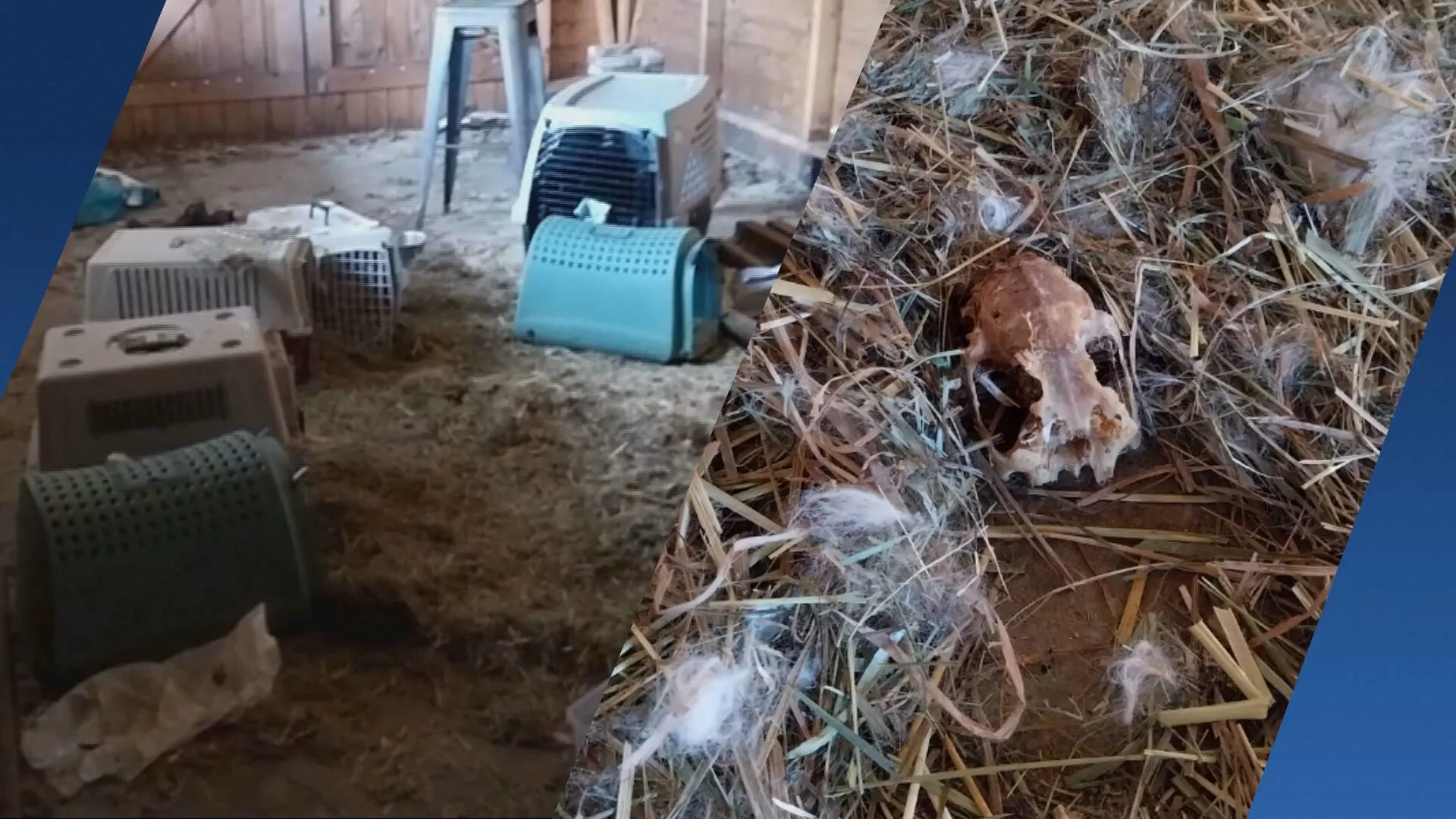 Schokkende ontdekking bij dierenarts: verwaarloosde en dode dieren in horrorhuis