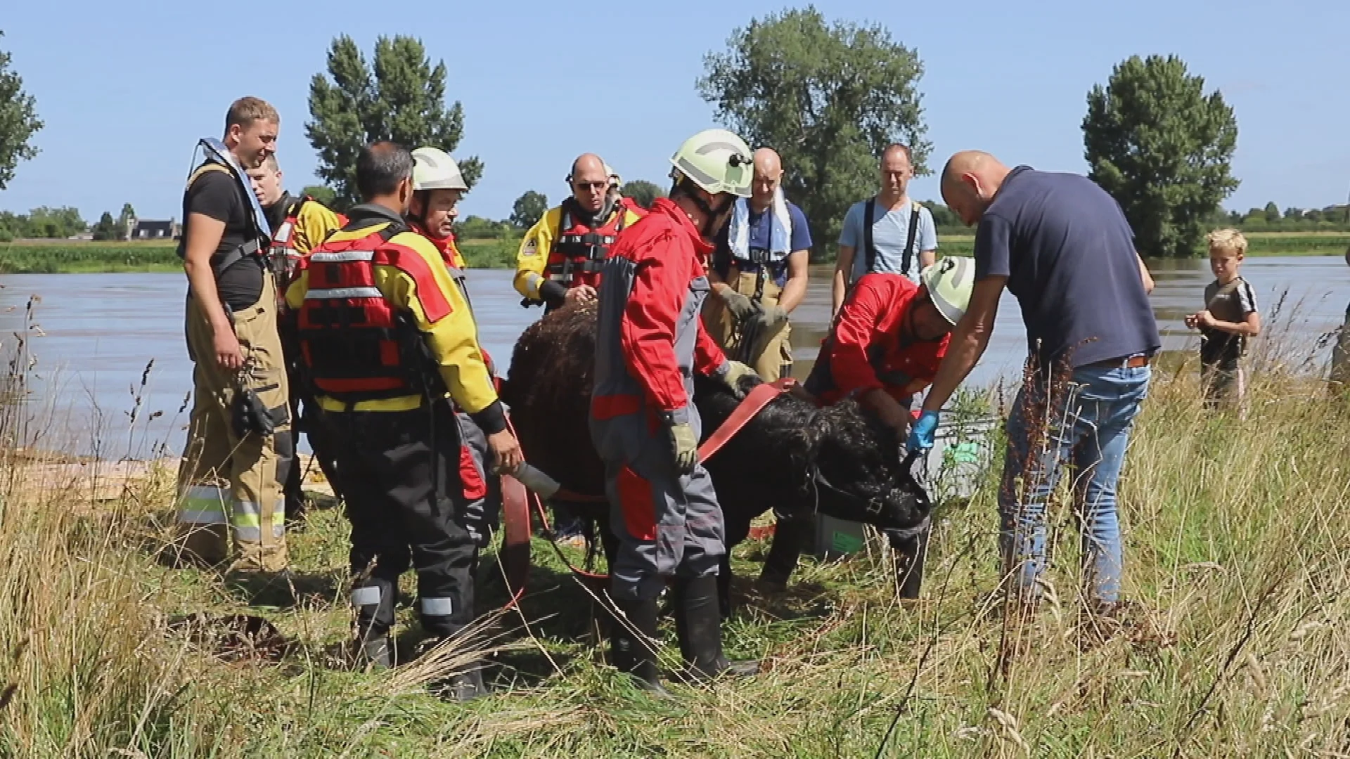 Zo gaat het met de koe die 100 kilometer door de Maas werd meegenomen
