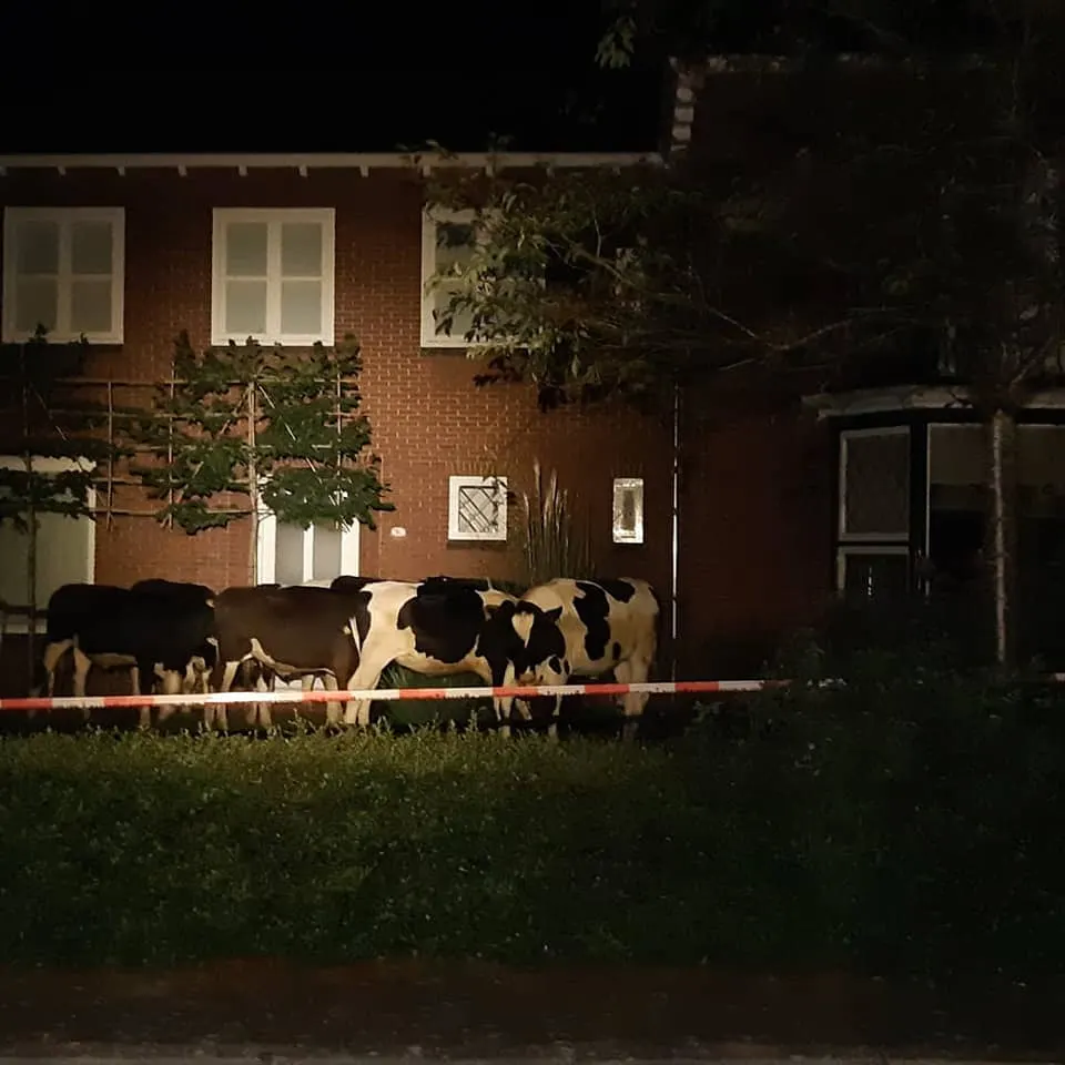 Koeien slaan op de vlucht voor de politie en maken centrum Zuidlaren onveilig