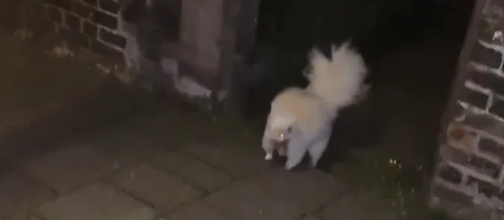 Albino stinkdier gespot op straat in IJmuiden: 'Once in a lifetime'