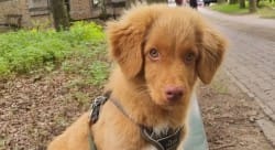 Puppy Sniper overleden door paddenstoel: 'Veranderde binnen dag van vrolijke in doodzieke hond'