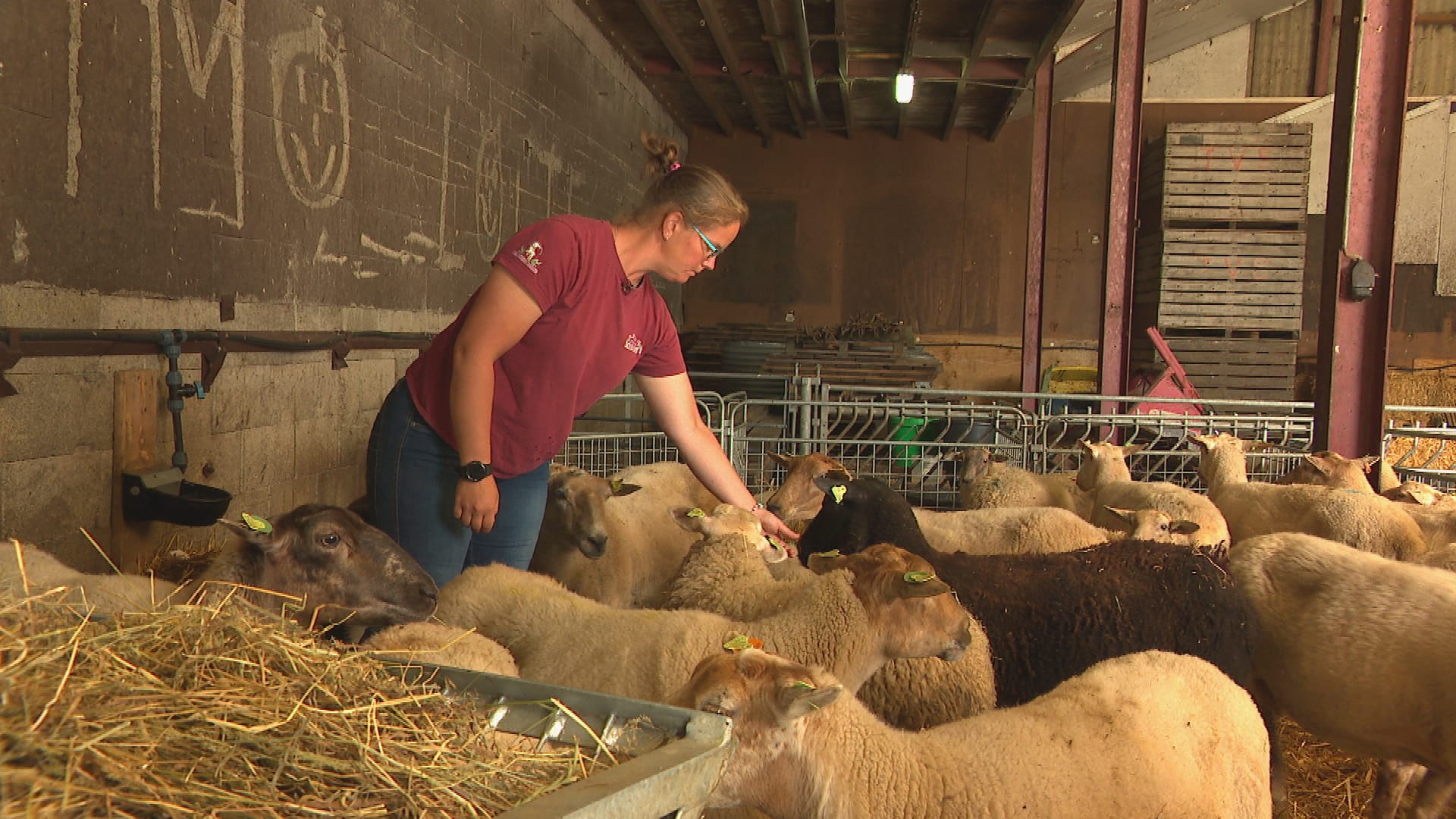 Blauwtongvaccin lijkt niet altijd te werken, schapenhouders voelen zich bekocht