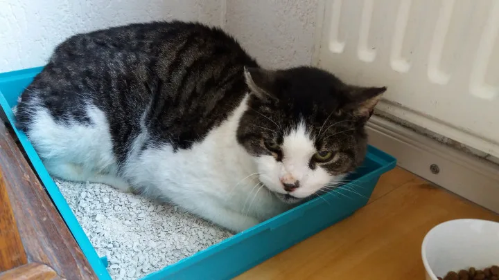 Houtense baasjes dolgelukkig: kater Romeo is na negen jaar gevonden