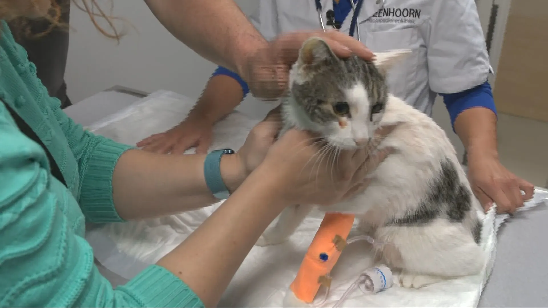 Rene's kat toegetakeld met luchtbuks: 'Er zit een kogel in zijn rug'