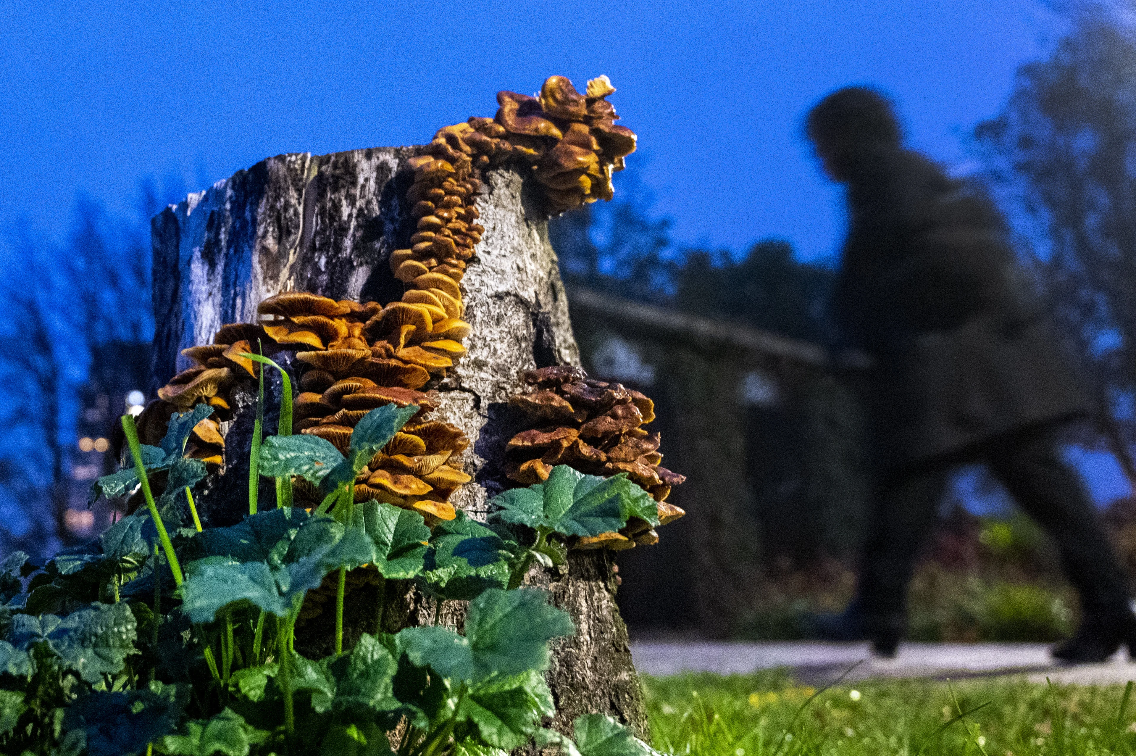 Bosrovers plukken natuurgebieden kaal: 'Met een boodschappentas vol paddenstoelen uit het bos'