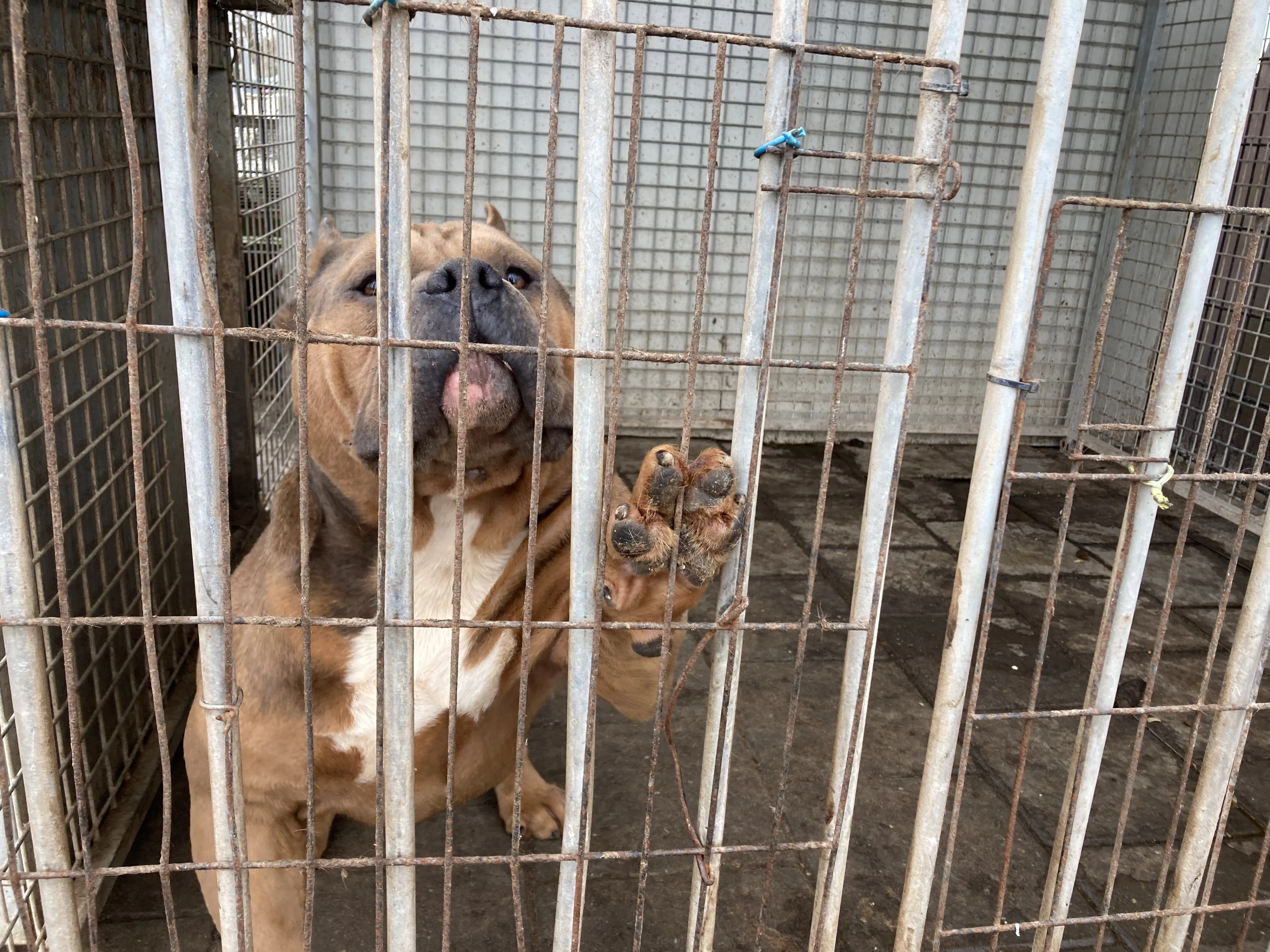 Inspectie neemt zes honden af van fokker in Venray om misstanden