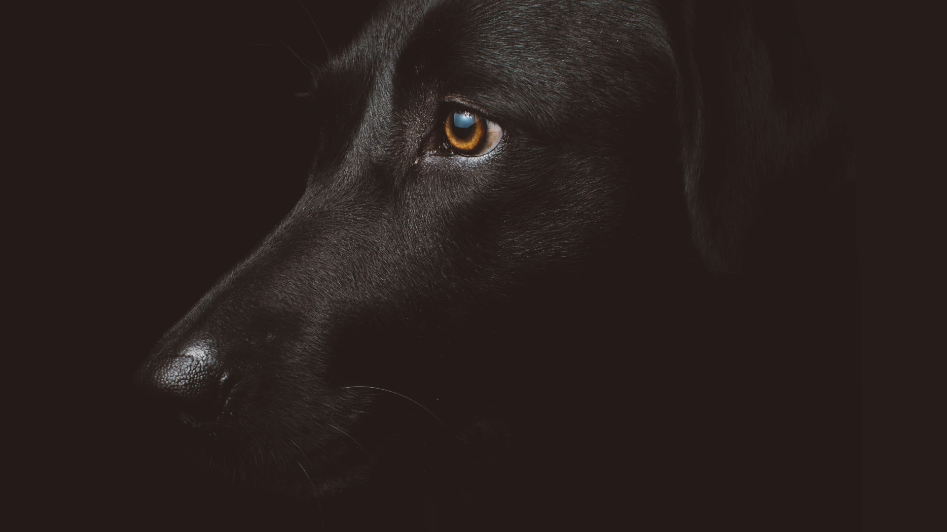 Hond overleden na aanrijding met veegwagen in Hardenberg, baasje naar ziekenhuis