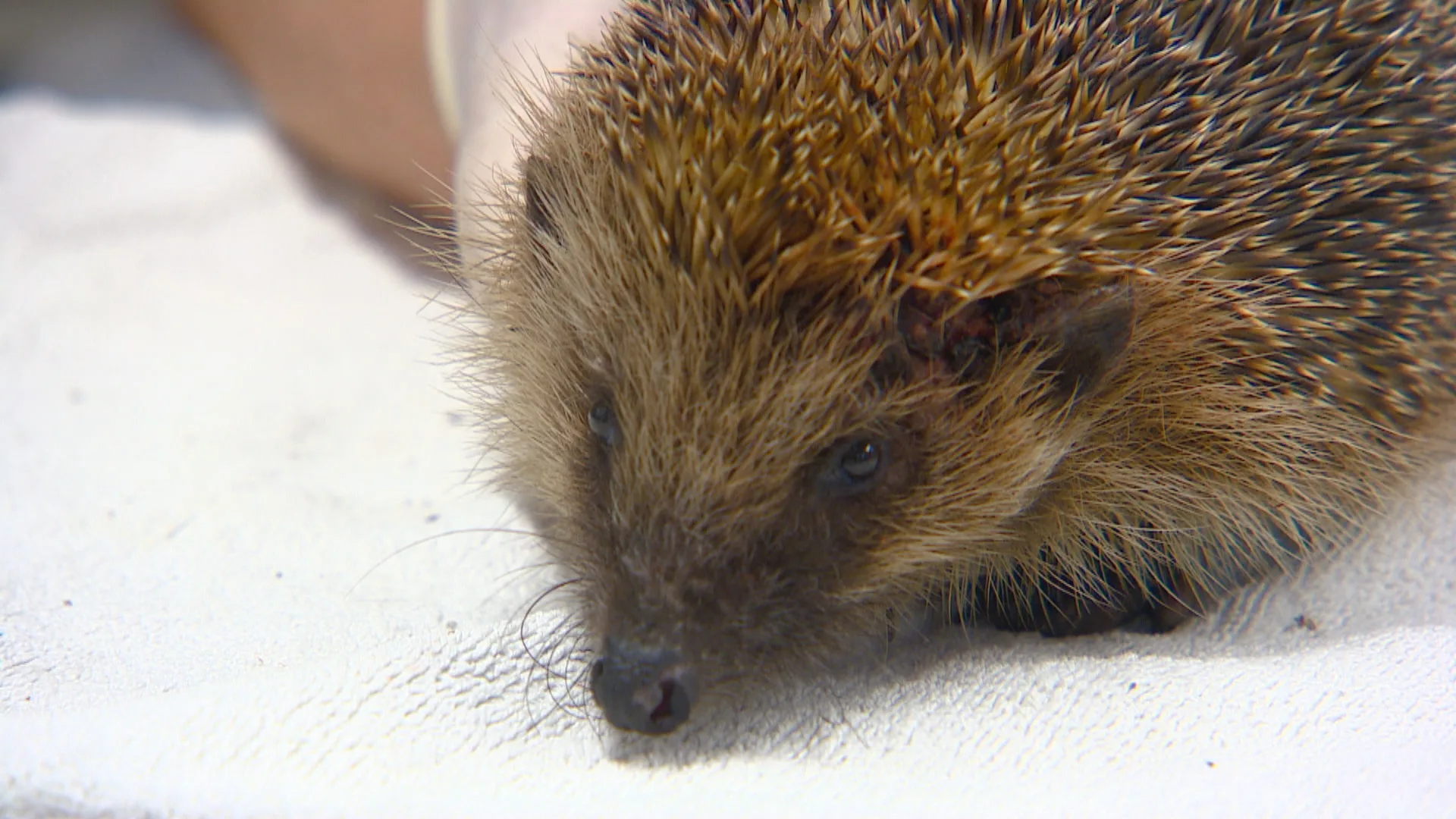 Egels in de war door het warme weer: 'Het begint een bedreigde diersoort te worden'