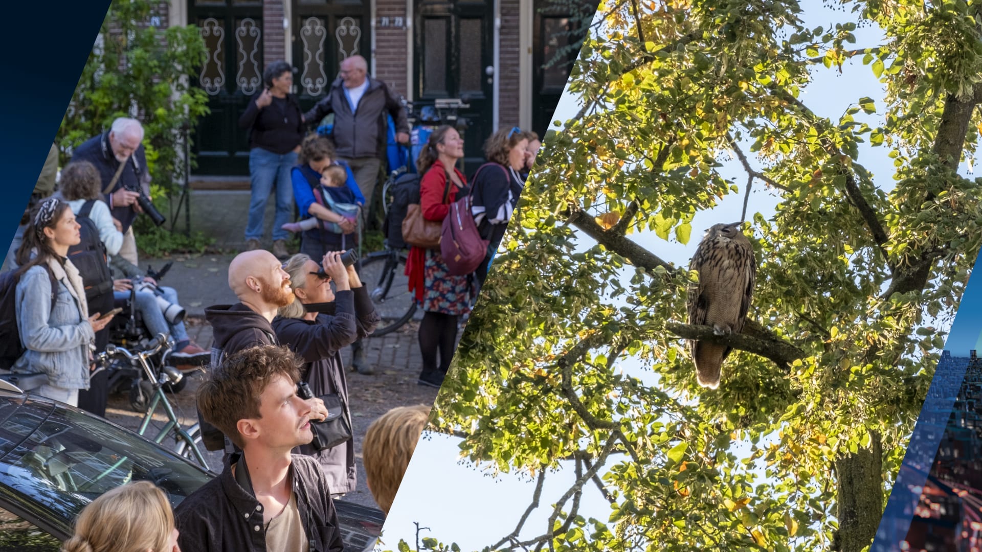 Zeldzame oehoe zorgt voor sensatie in Nijmeegse woonwijk