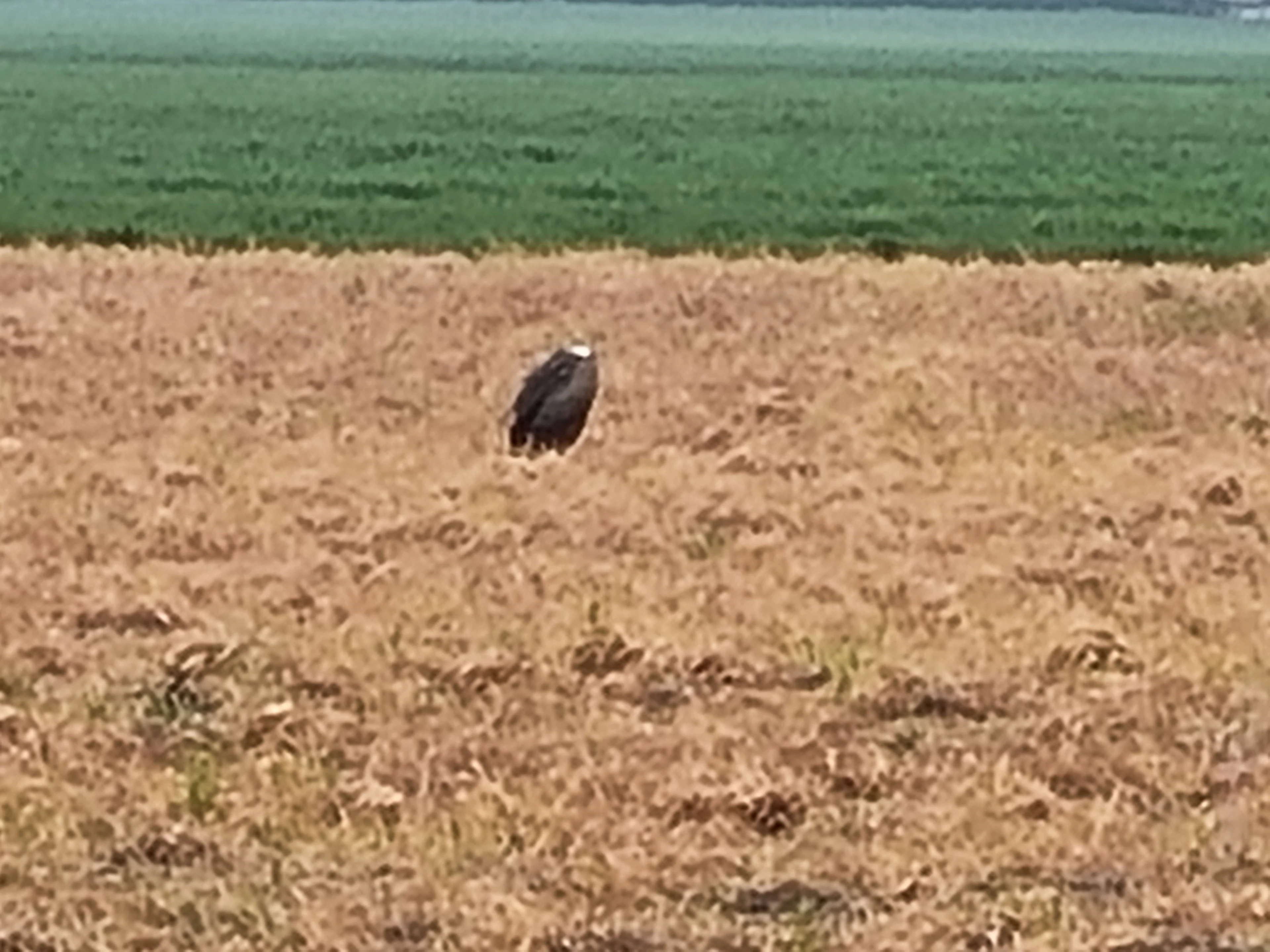 Ontsnapte gier duikt opeens op in Zeeland, Kitty legde hem vast