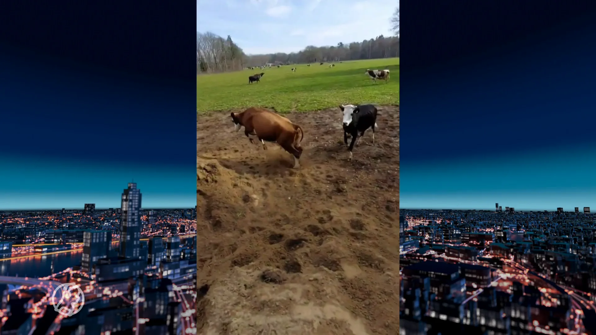 Té schattig: dolblije koeien spelen in het zand