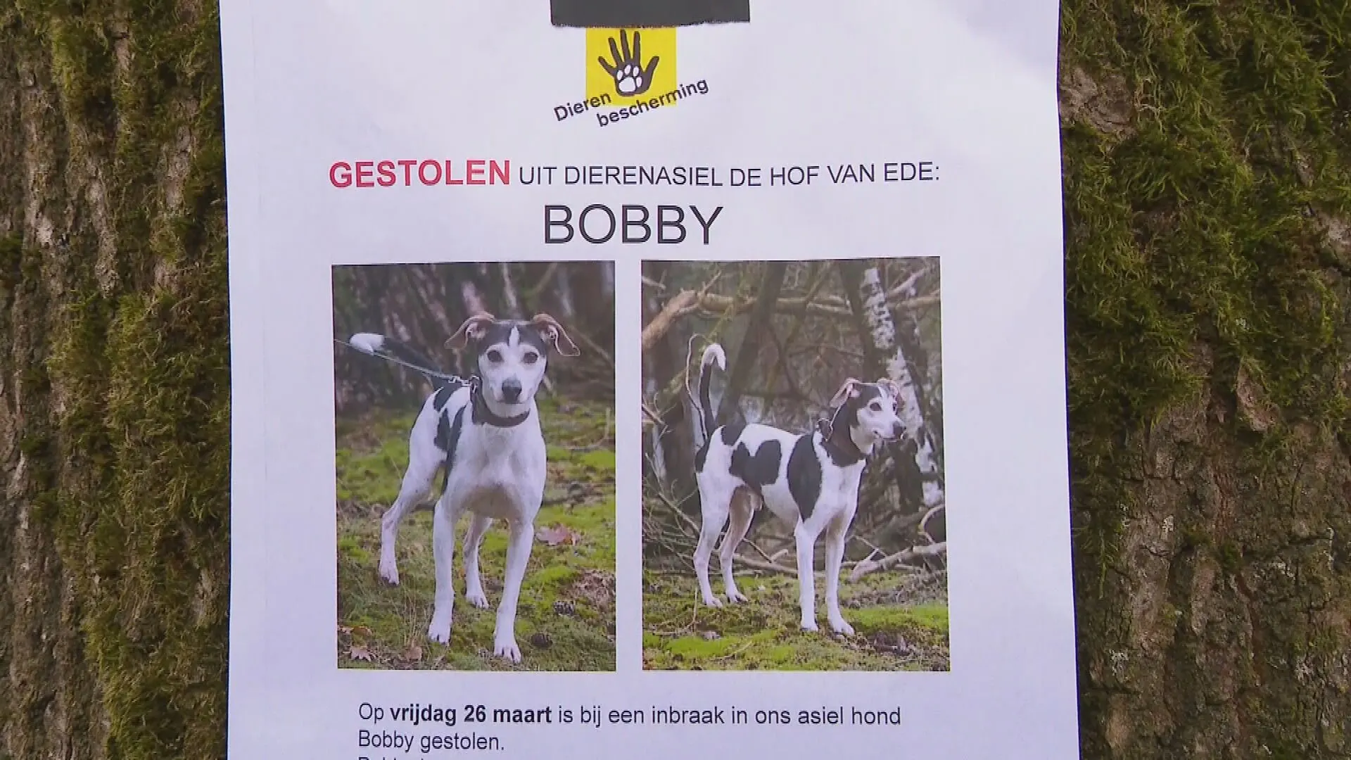 Nog altijd geen spoor van asielhond Bobby, Dierenbescherming maakt zich zorgen